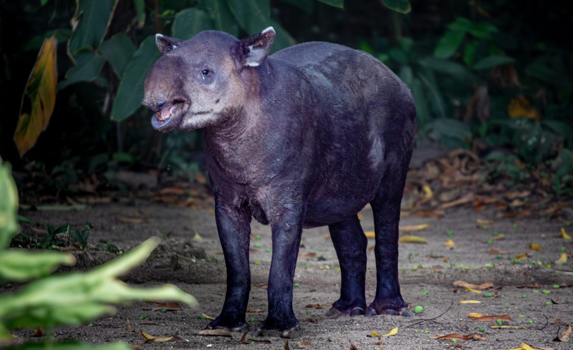 12 animales más exóticos del mundo: una mirada a la biodiversidad única